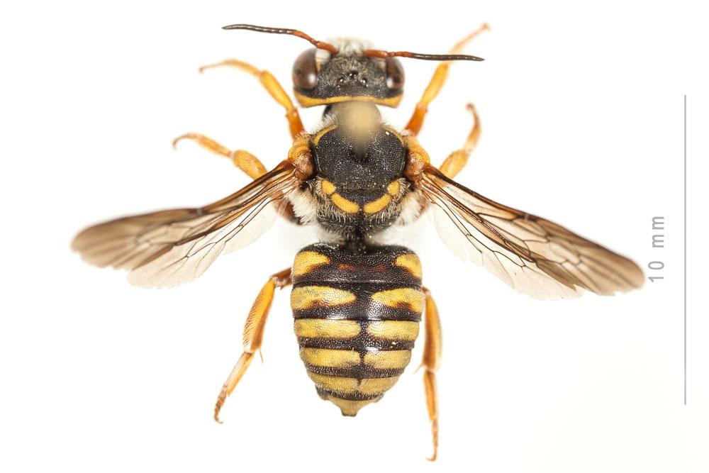 Rhodanthidium infuscatum (Erichson, 1835)