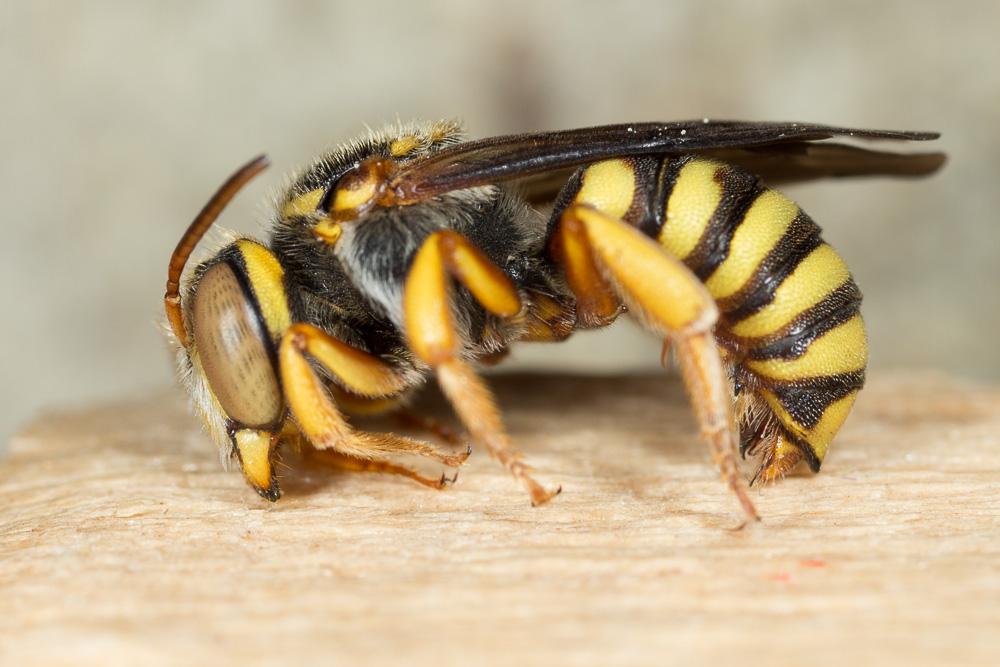  Rhodanthidium infuscatum (Erichson, 1835)