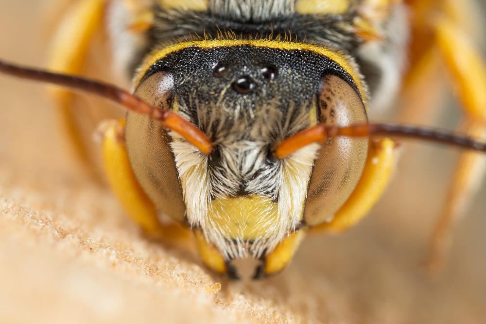  Rhodanthidium infuscatum (Erichson, 1835)