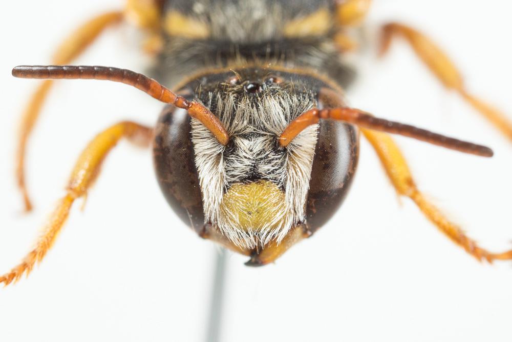 Rhodanthidium infuscatum (Erichson, 1835)