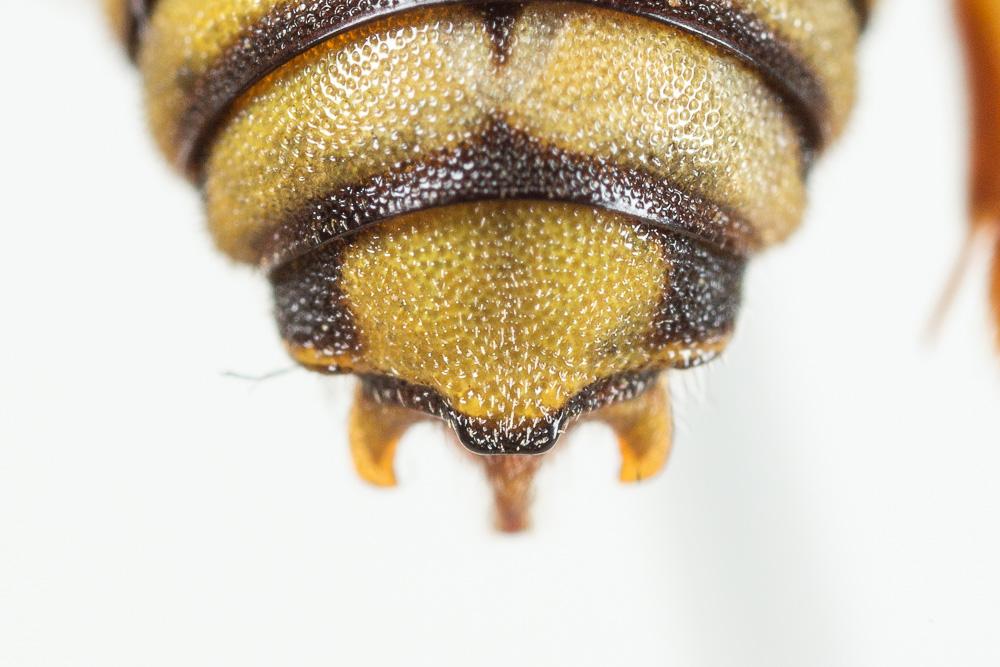  Rhodanthidium infuscatum (Erichson, 1835)