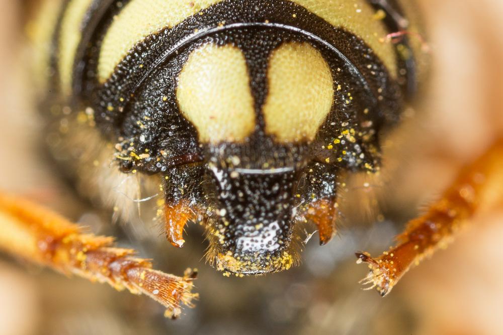  Rhodanthidium septemdentatum (Latreille, 1809)