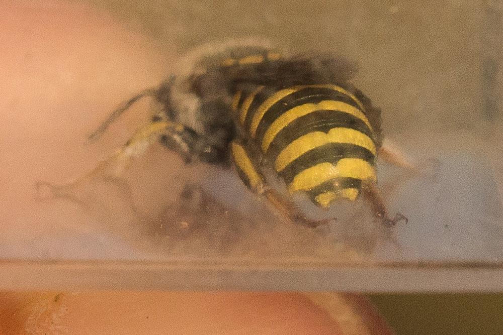  Anthidium diadema Latreille, 1809