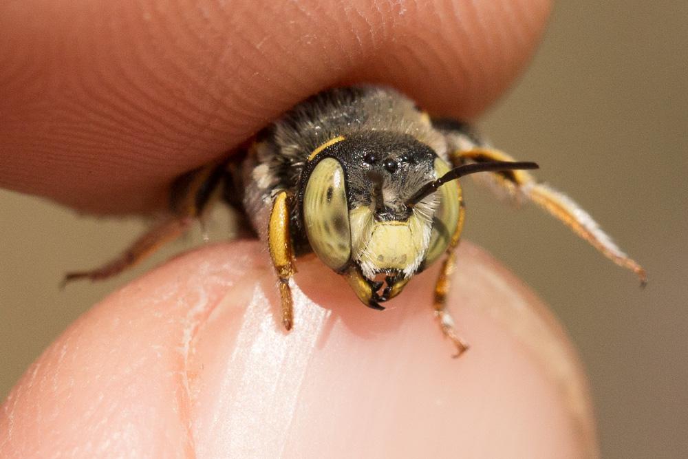  Anthidium diadema Latreille, 1809
