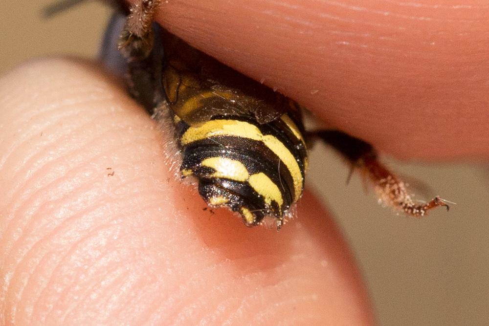  Anthidium diadema Latreille, 1809