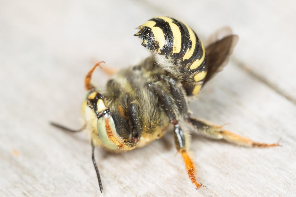  Anthidium diadema Latreille, 1809