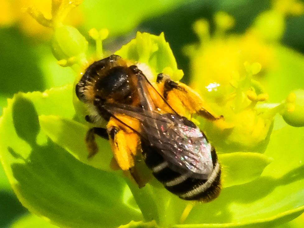  Andrena gravida Imhoff, 1832