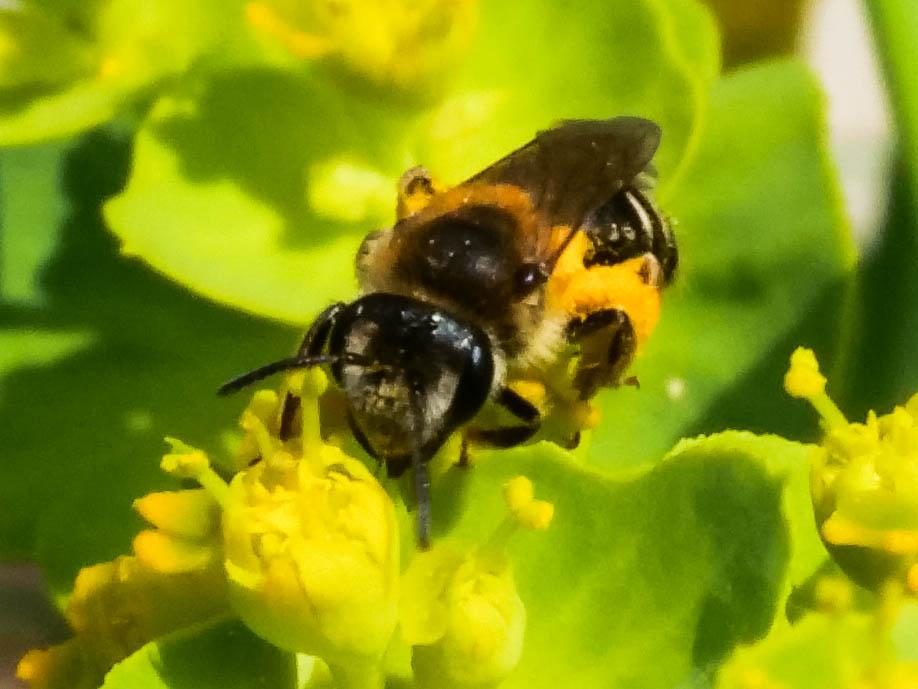 Andrena gravida Imhoff, 1832