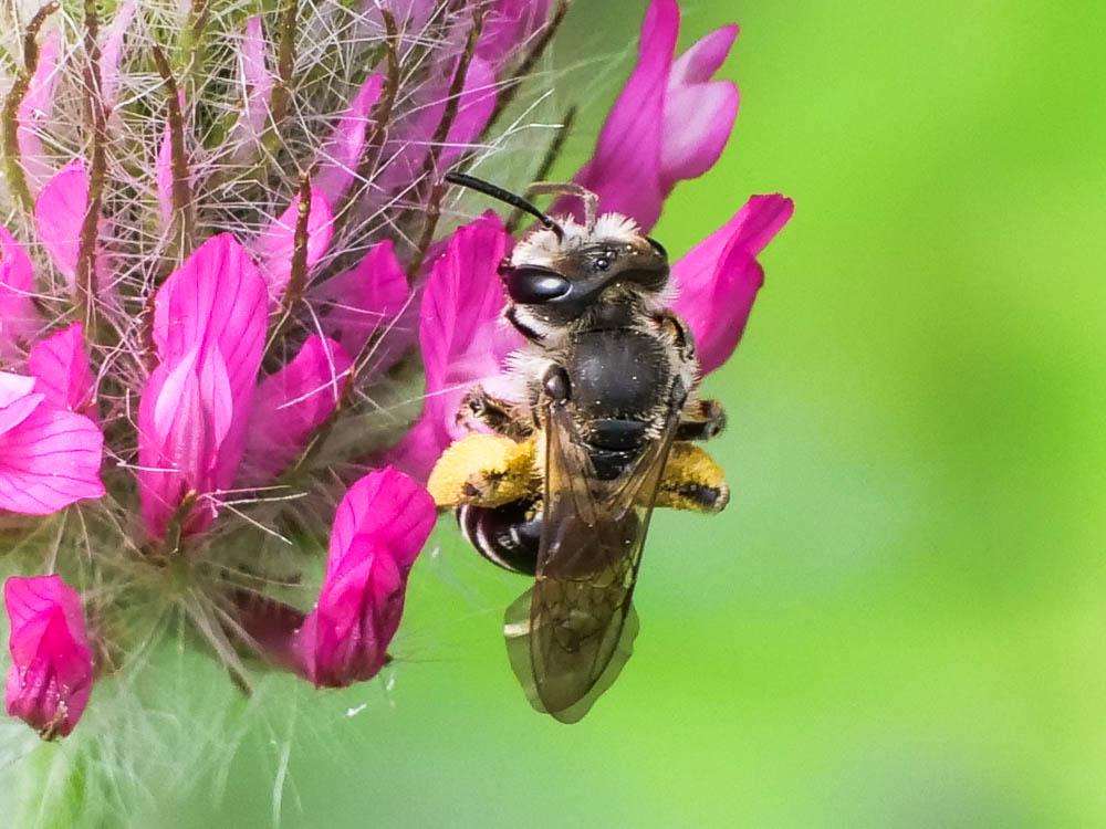  Andrena Fabricius, 1775