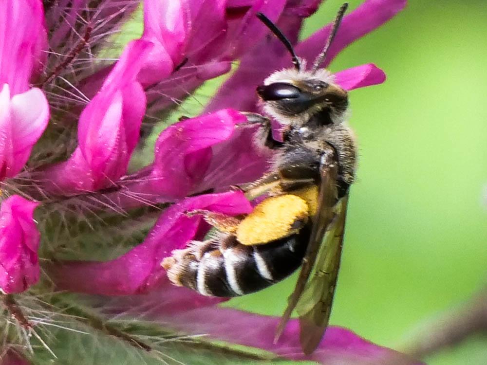 Andrena Fabricius, 1775