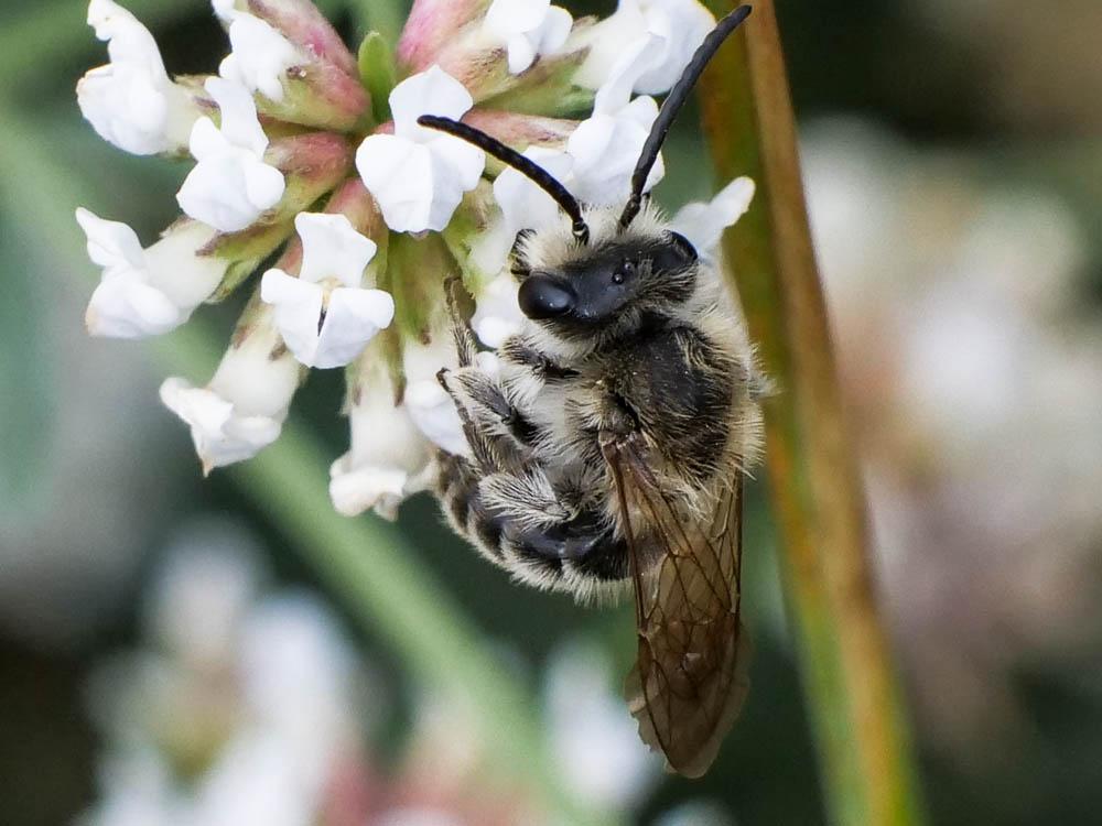 Andrena Fabricius, 1775