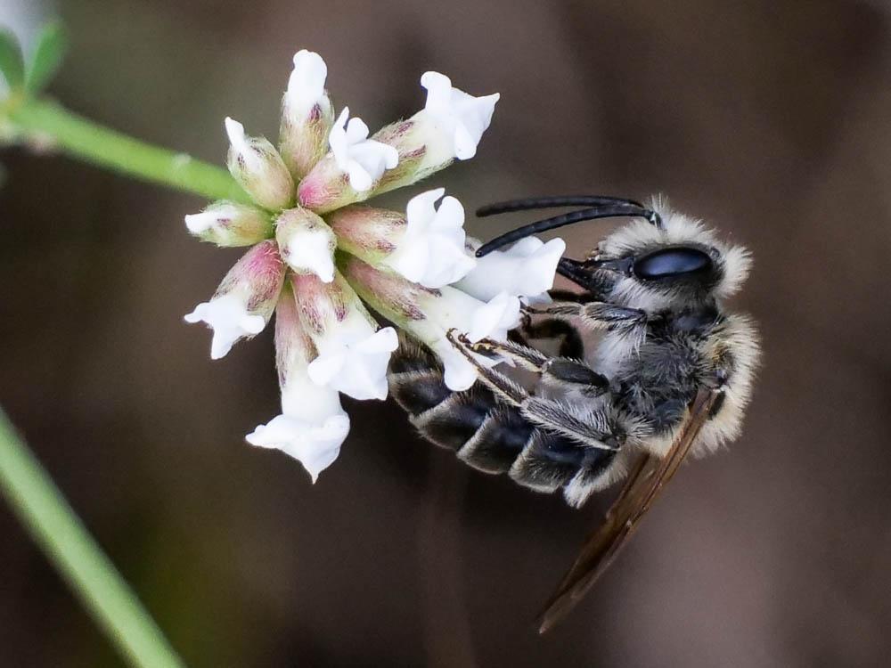 Andrena Fabricius, 1775