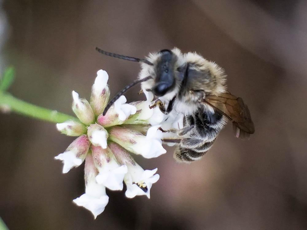 Andrena Fabricius, 1775
