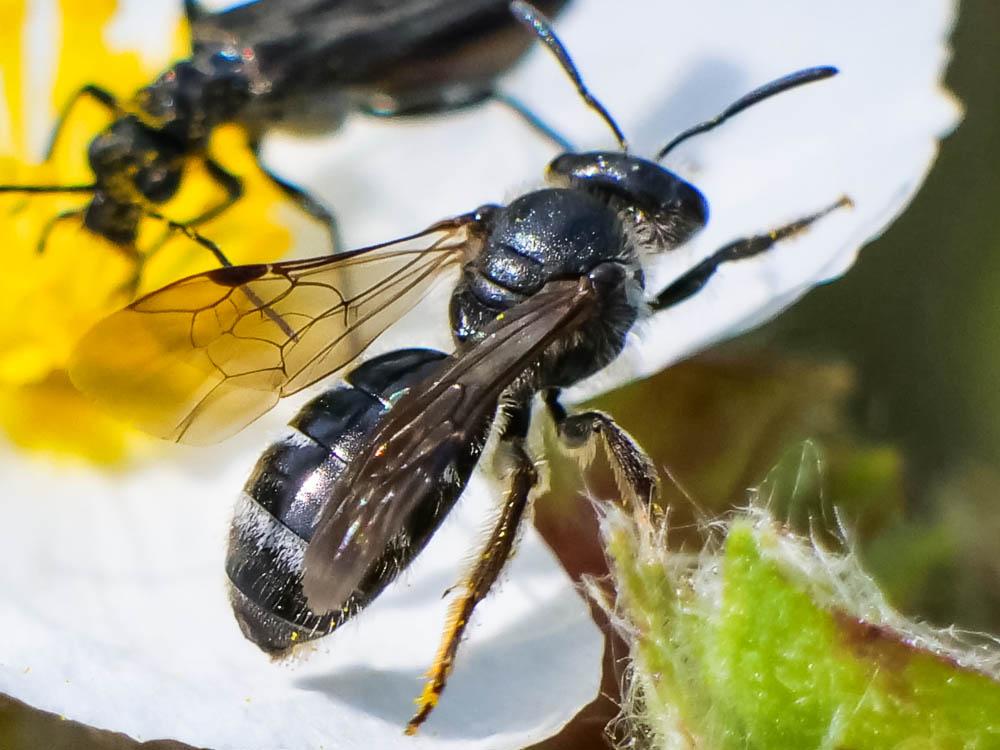  Lasioglossum Curtis, 1833