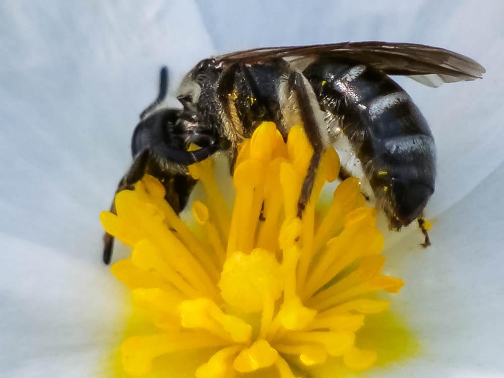  Lasioglossum Curtis, 1833