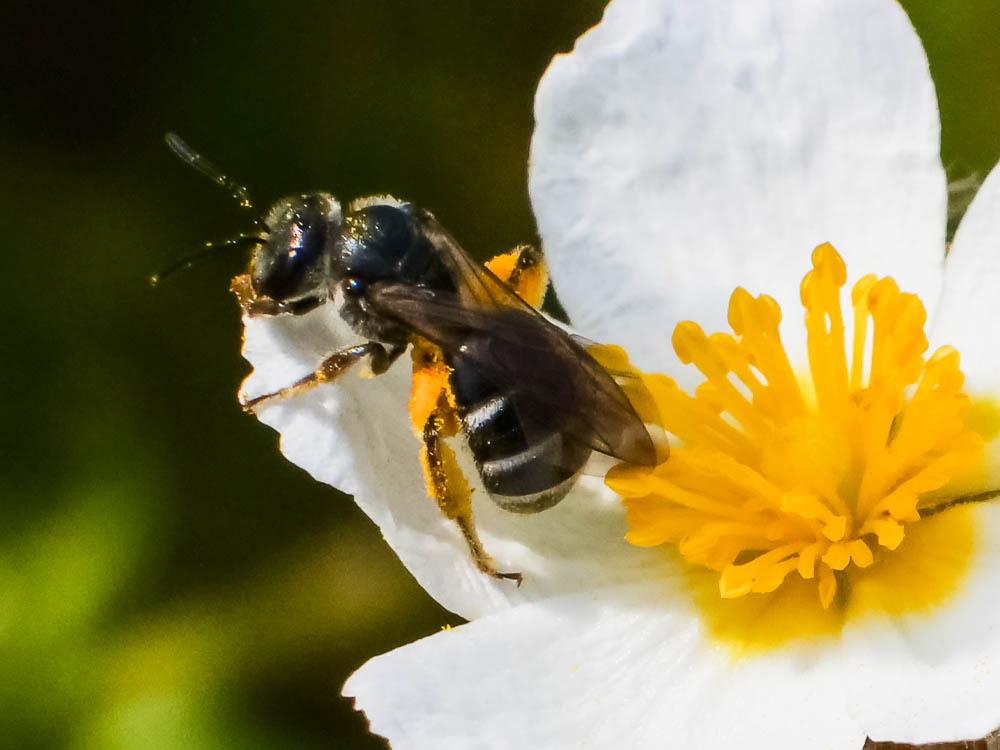  Lasioglossum Curtis, 1833