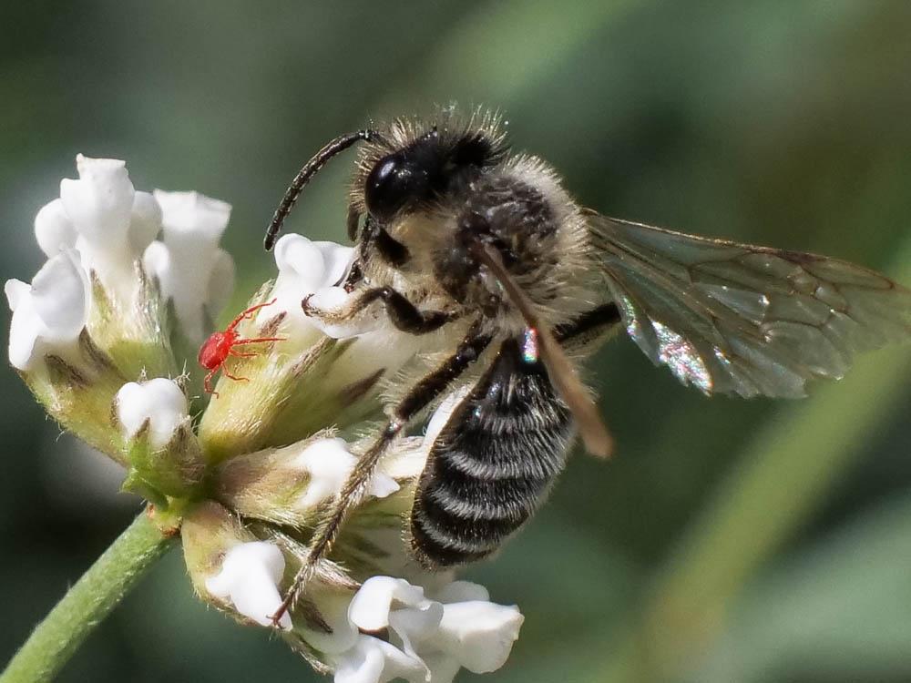  Andrena Fabricius, 1775