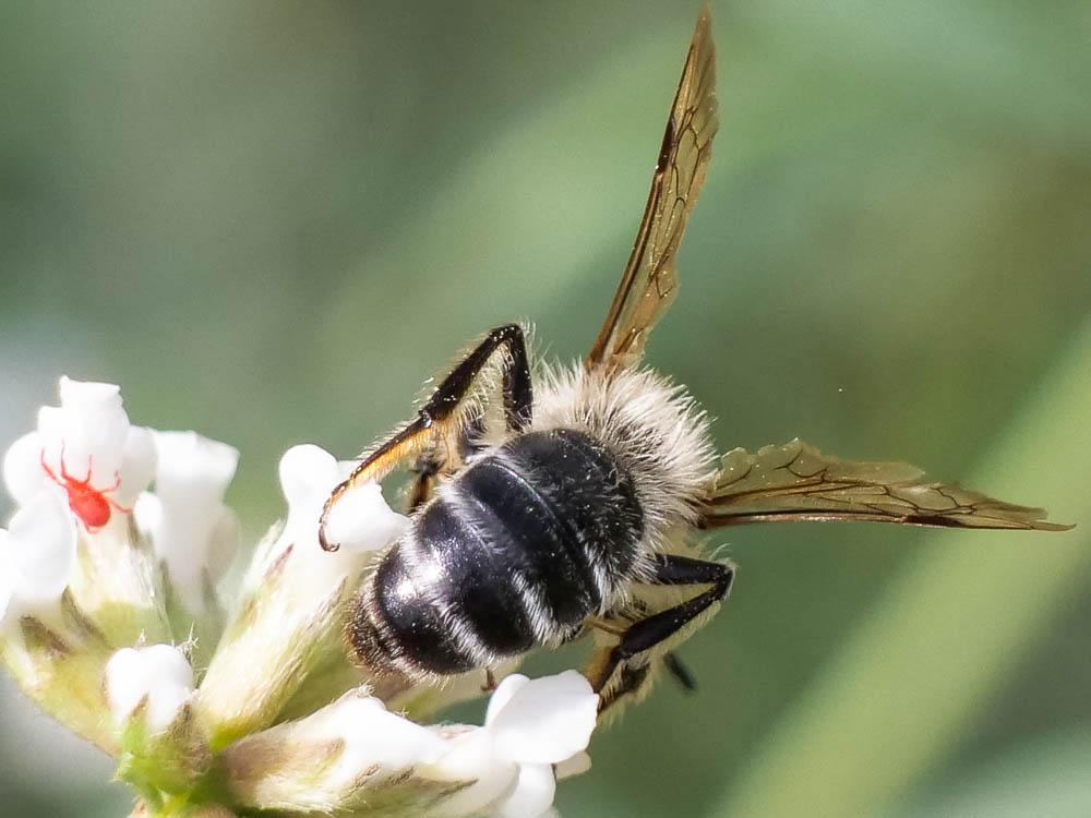 Andrena Fabricius, 1775