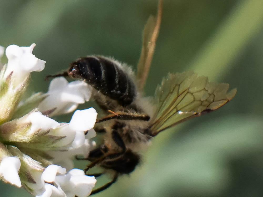  Andrena Fabricius, 1775
