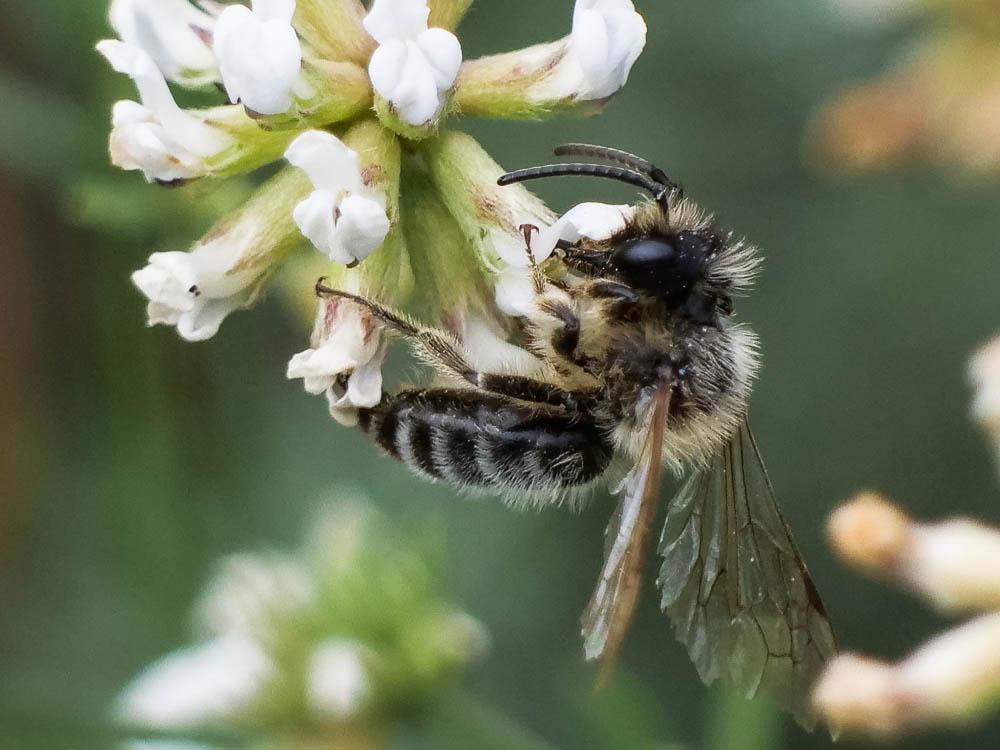 Andrena Fabricius, 1775