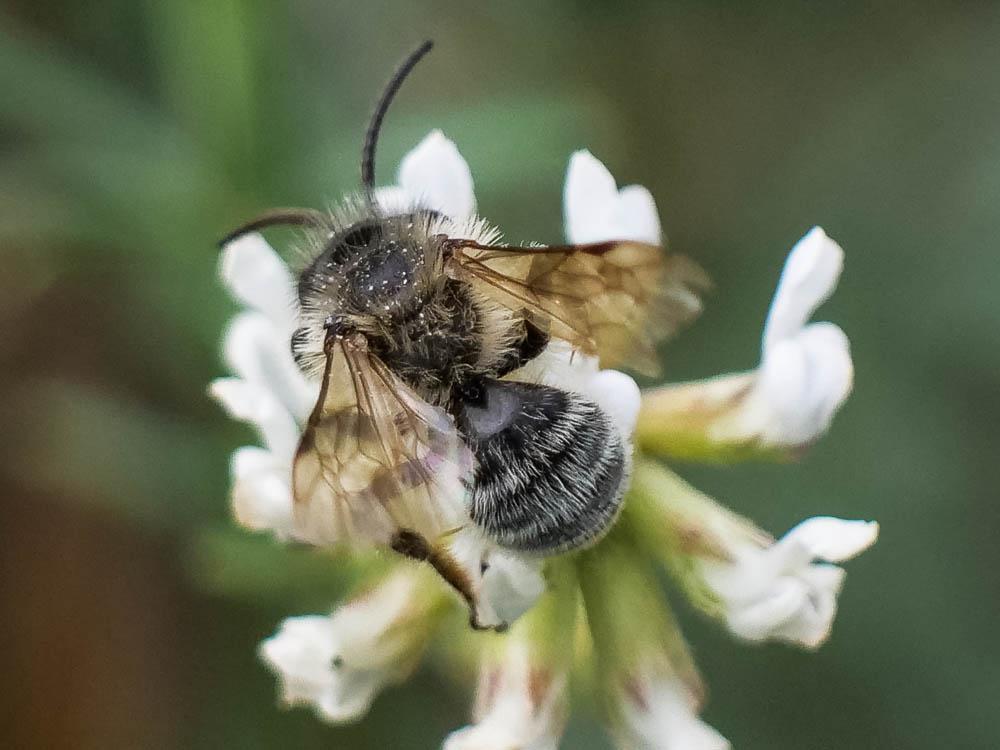 Andrena Fabricius, 1775