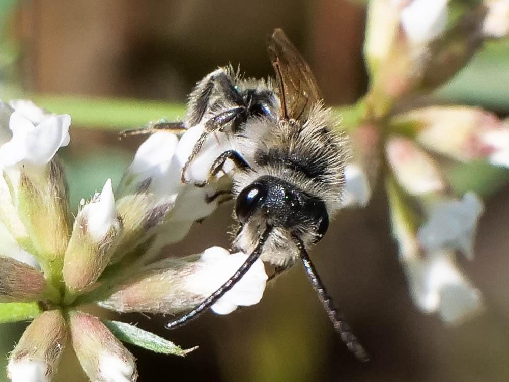  Andrena Fabricius, 1775