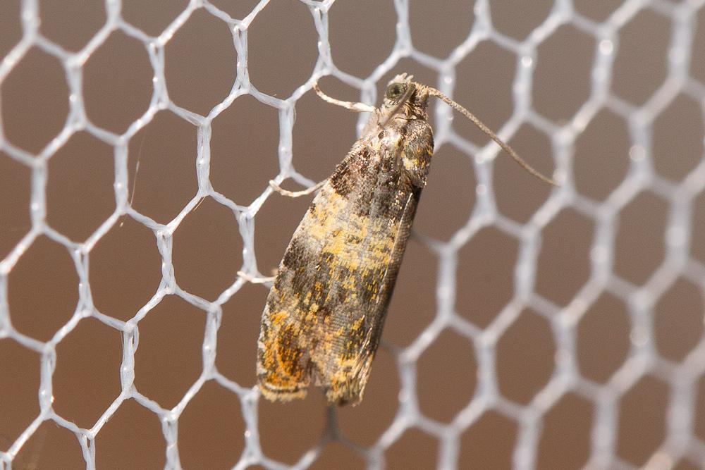  Celypha aurofasciana (Haworth, 1811)