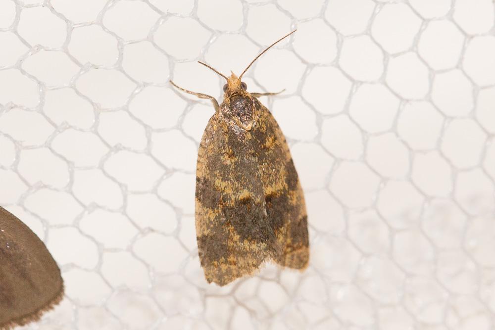  Epagoge grotiana (Fabricius, 1781)