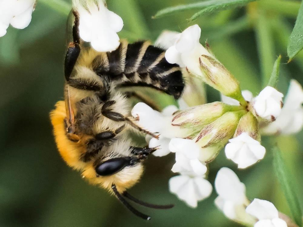  Colletes Latreille, 1802