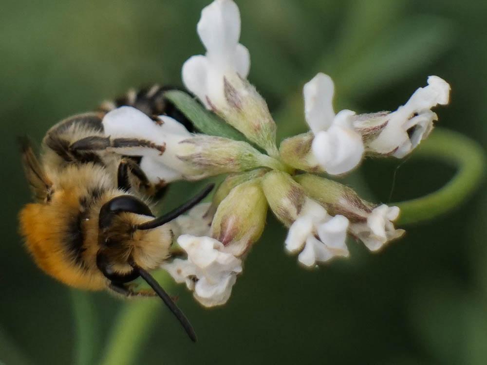  Colletes Latreille, 1802