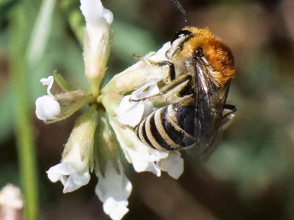 Colletes Latreille, 1802