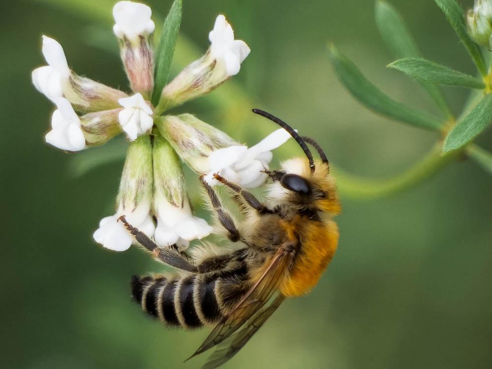  Colletes Latreille, 1802