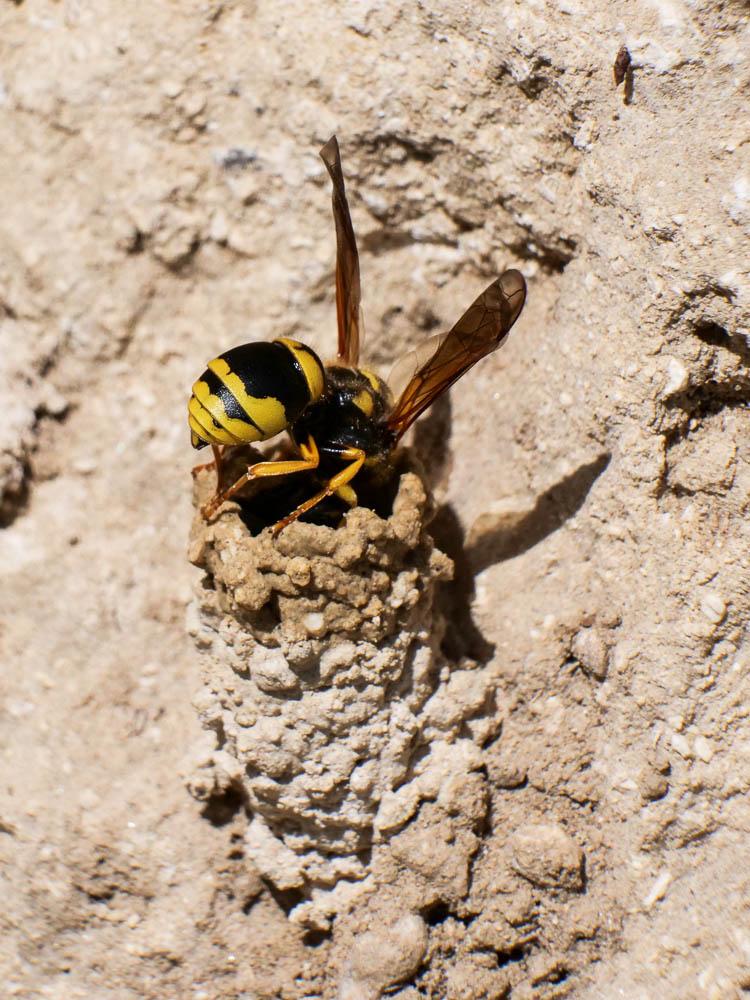  Paragymnomerus spiricornis (Spinola, 1808)