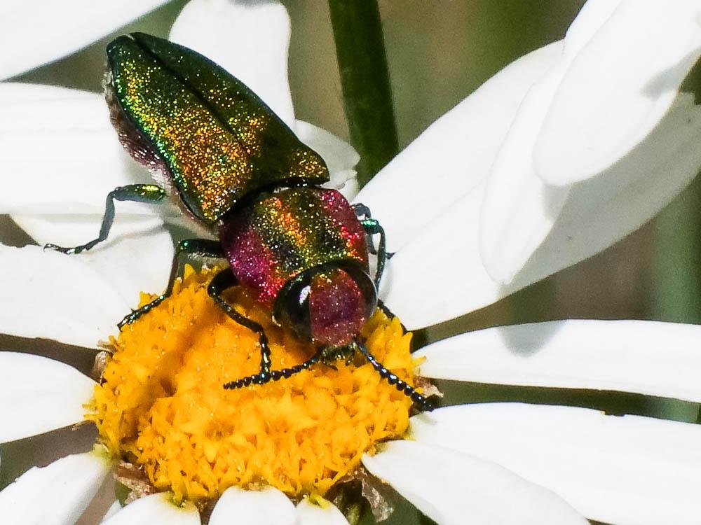 Bupreste hongrois Anthaxia hungarica (Scopoli, 1772)