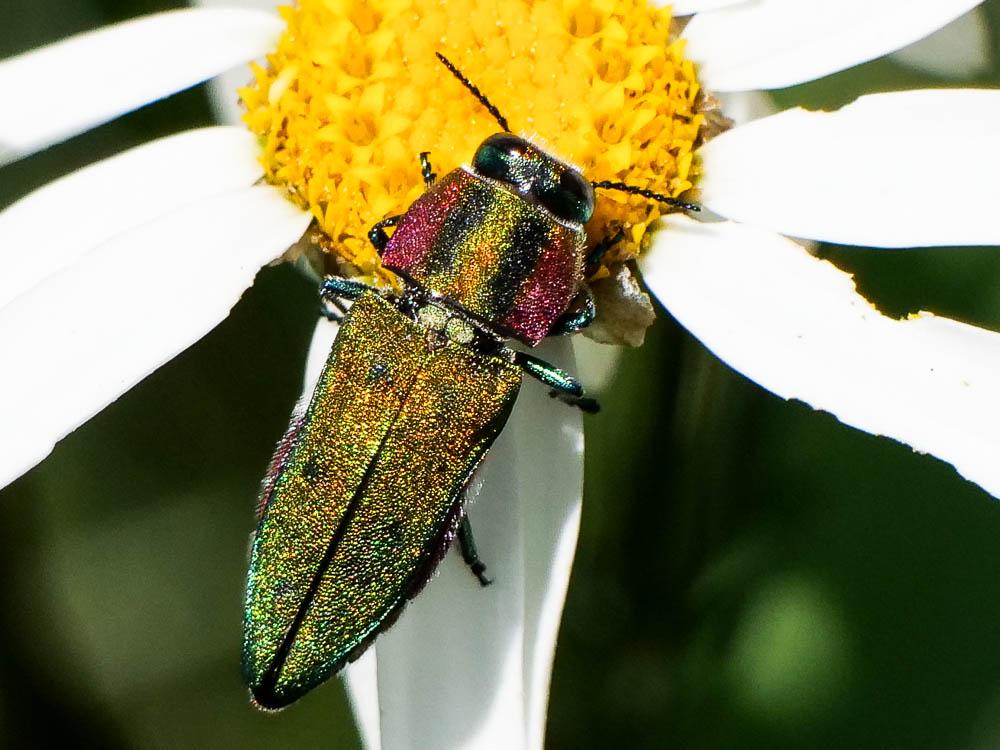 Bupreste hongrois Anthaxia hungarica (Scopoli, 1772)