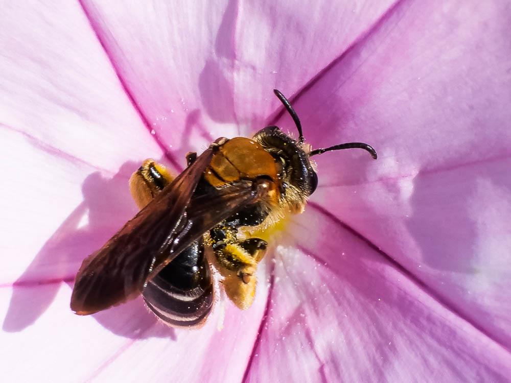  Andrena limbata Eversmann, 1852