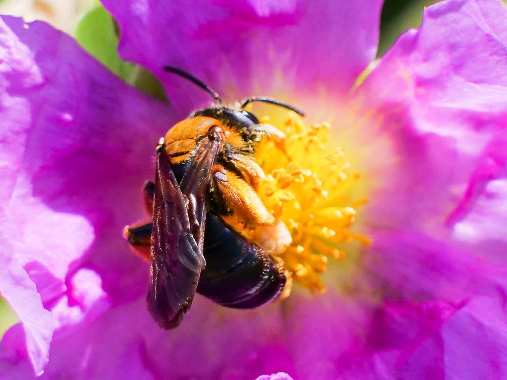  Andrena limbata Eversmann, 1852