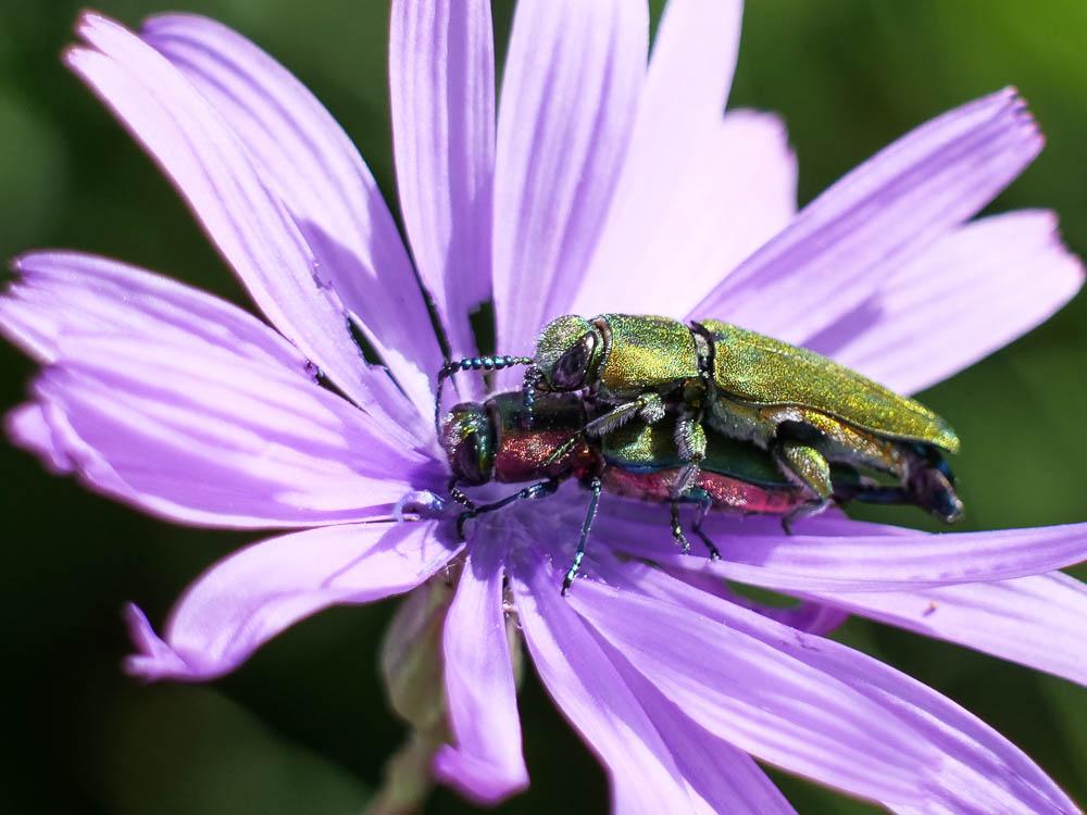 Bupreste hongrois Anthaxia hungarica (Scopoli, 1772)