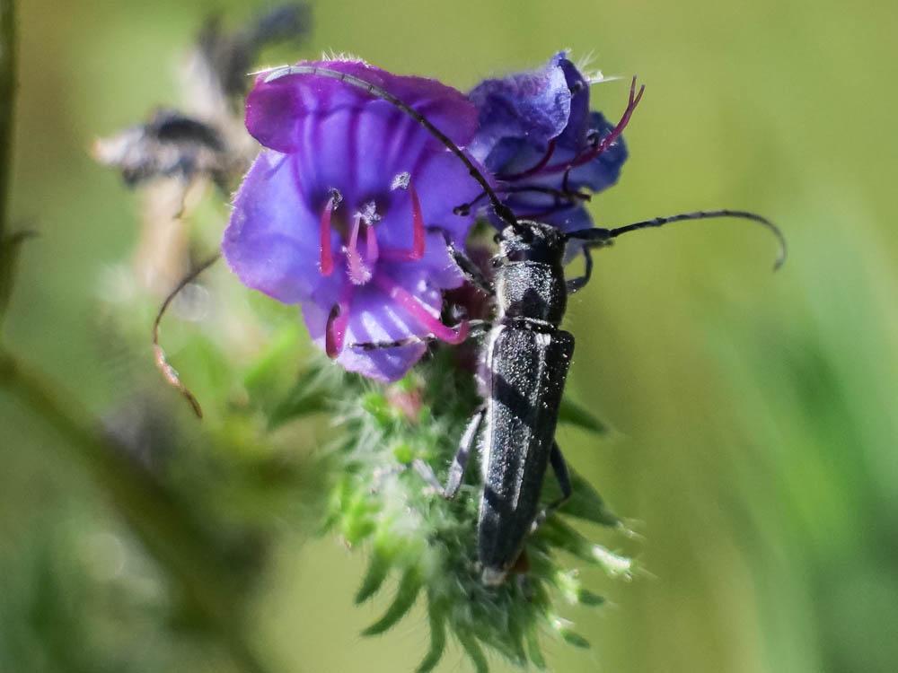 Phytoécie bleuâtre Opsilia coerulescens (Scopoli, 1763)