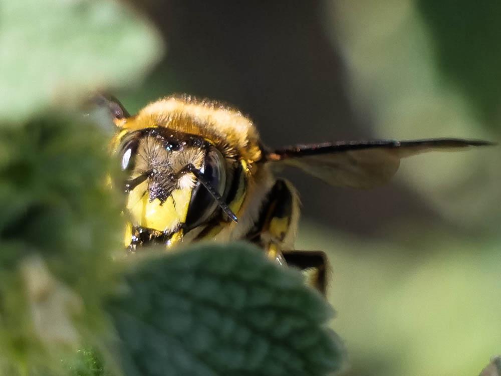 Abeille cotonnière, Anthidie cotonnière Anthidium manicatum (Linnaeus, 1758)