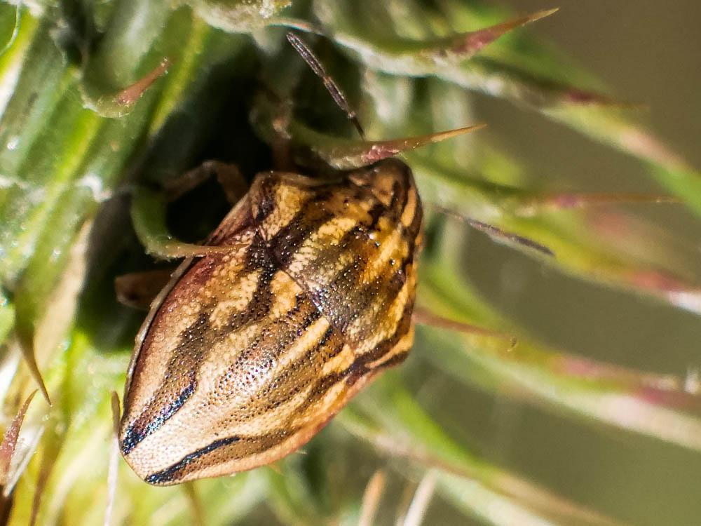 Odontotarsus purpureolineatus (Rossi, 1790)