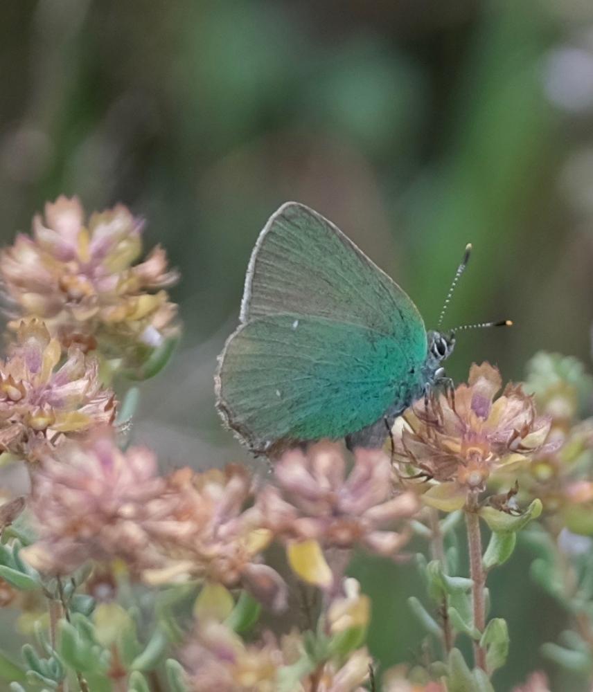 Thécla de la Ronce (La), Argus vert (L') Callophrys rubi (Linnaeus, 1758)