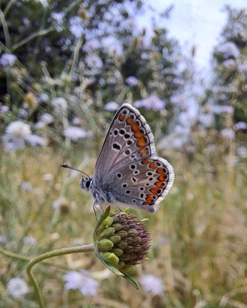 Collier-de-corail (Le), Argus brun (L') Aricia agestis (Denis & Schiffermüller, 1775)