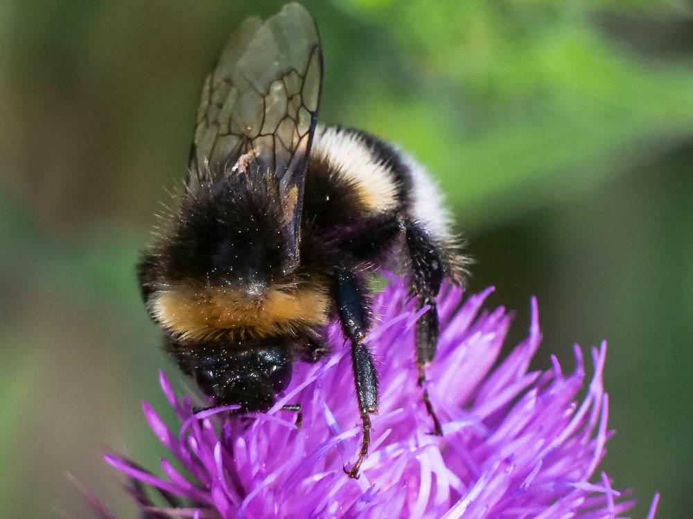 Psithyre barbu Bombus barbutellus (Kirby, 1802)