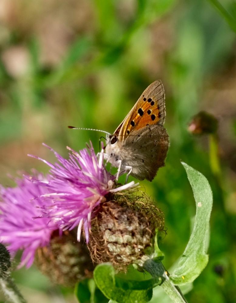Cuivré commun (Le), Argus bronzé (L'), Bronzé (Le) Lycaena phlaeas (Linnaeus, 1760)
