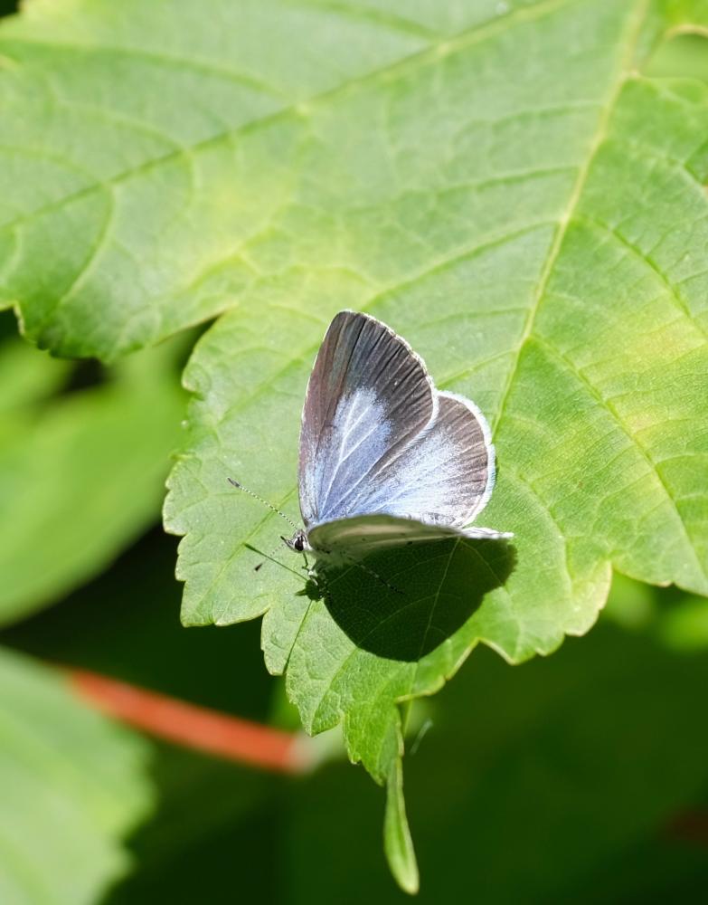 Azuré des Nerpruns (L'), Argus à bande noire (L'), Celastrina argiolus (Linnaeus, 1758)