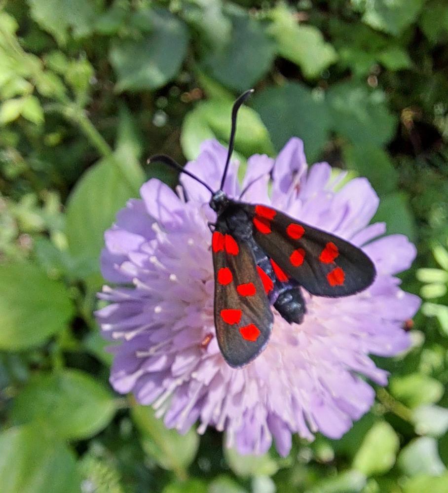 Zygène transalpine (La) Zygaena transalpina (Esper, 1780)