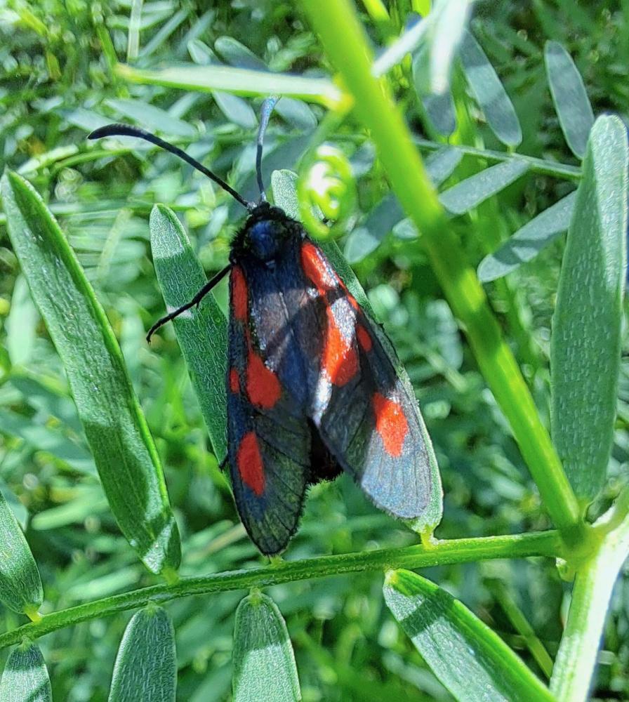 Zygène du Panicaut (La) Zygaena sarpedon (Hübner, 1790)