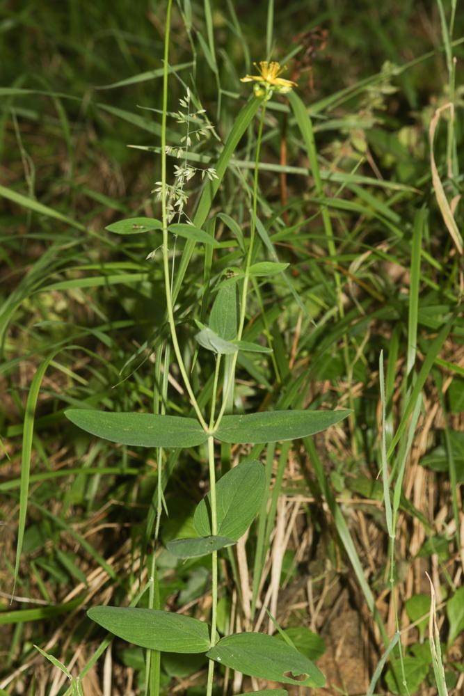 Millepertuis des montagnes Hypericum montanum L., 1755