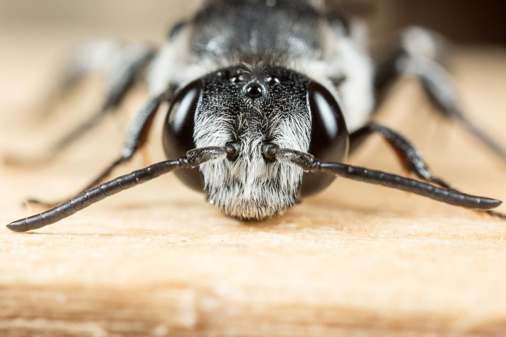 Ammobatoides scriptus (Gerstäcker, 1869)